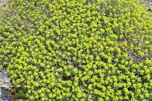 Euphorbia acanthothamnos